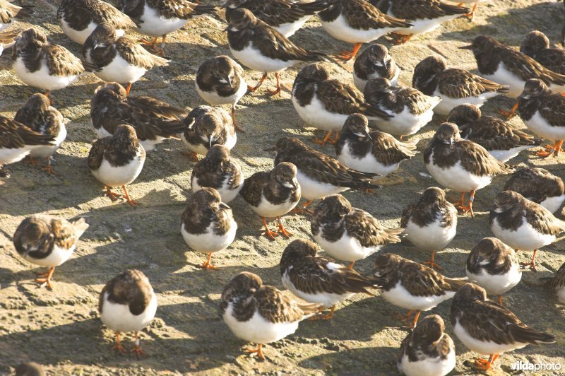 Groepje Steenlopers