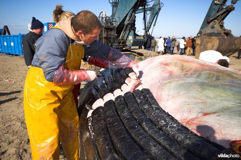 Autopsie van aangespoelde Bultrug
