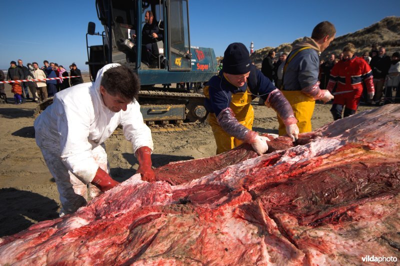 Autopsie van aangespoelde Bultrug