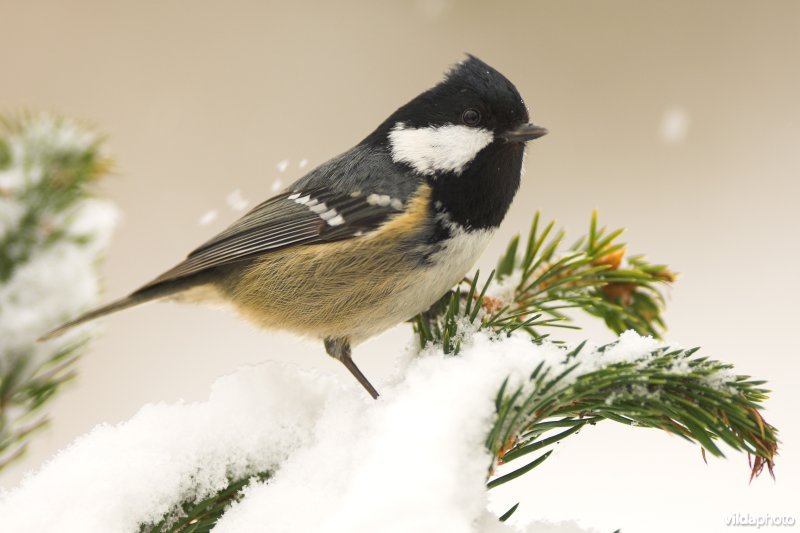 Zwarte mees in de sneeuw