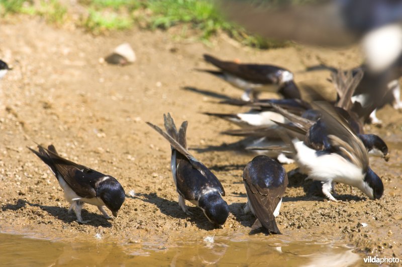 Huiszwaluwen verzamelen modder om nest te bouwen