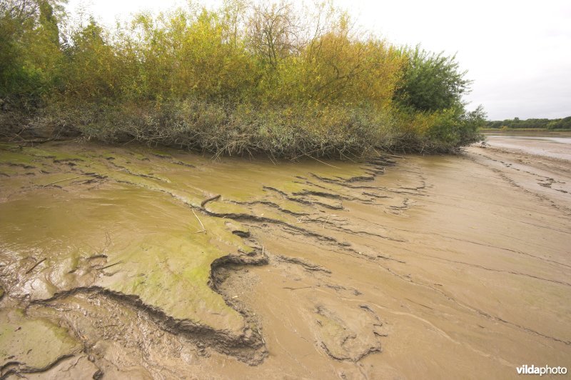 Zoetwaterschor langs de Schelde