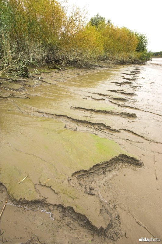 Zoetwaterschor langs de Schelde