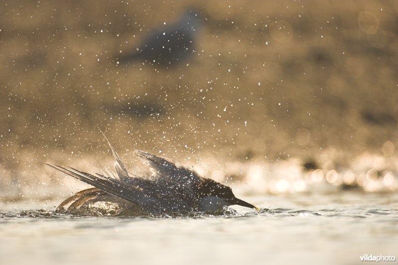 Grote Stern neemt bad