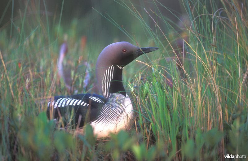 Parelduiker op nest