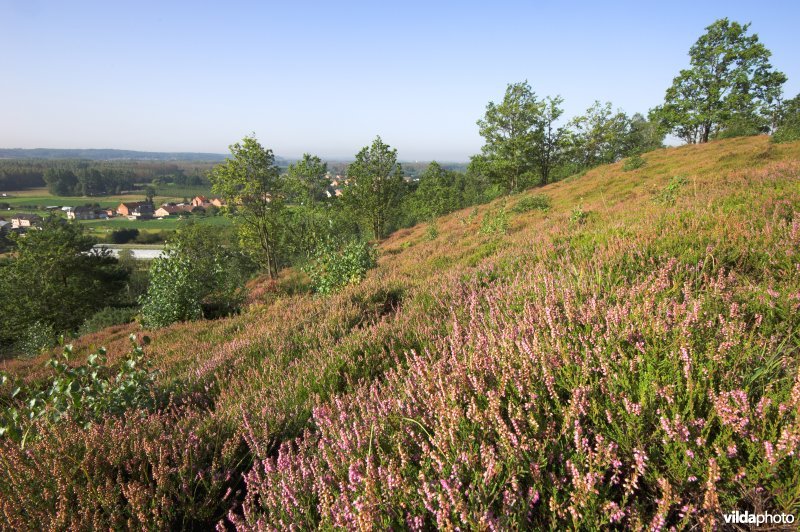 Natuurreservaat Beninksberg