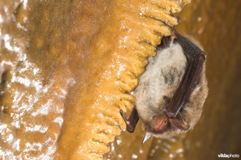 Watervleermuis