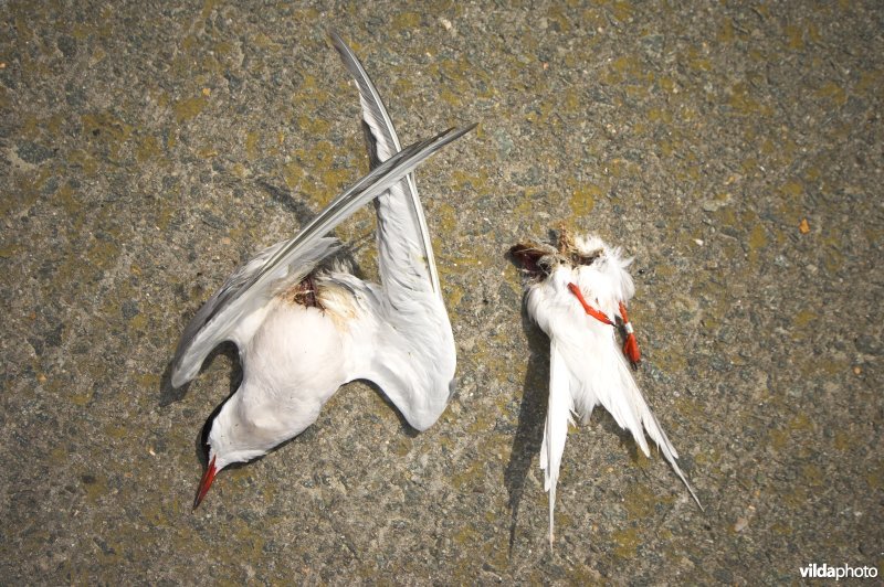 Slachtoffer van een windmolen
