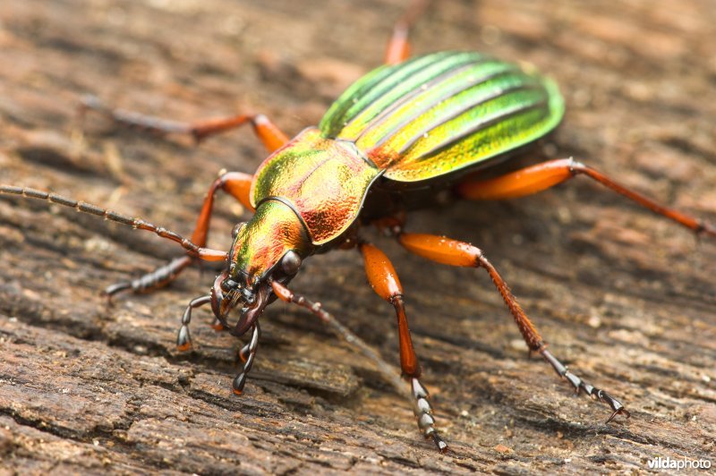 Goudglanzende loopkever