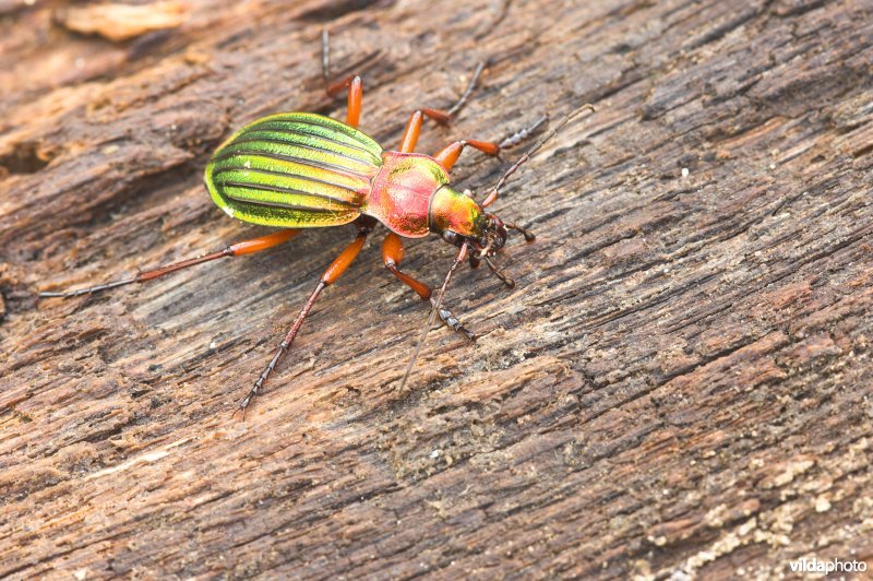 Goudglanzende loopkever