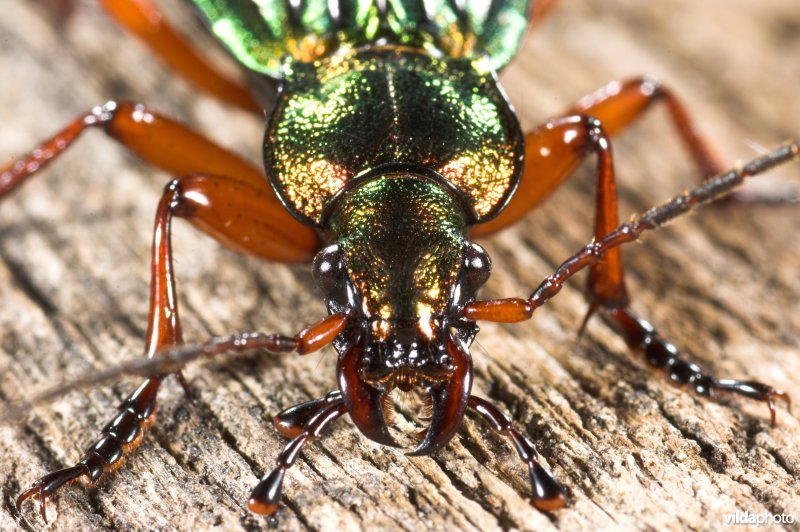 Goudglanzende loopkever