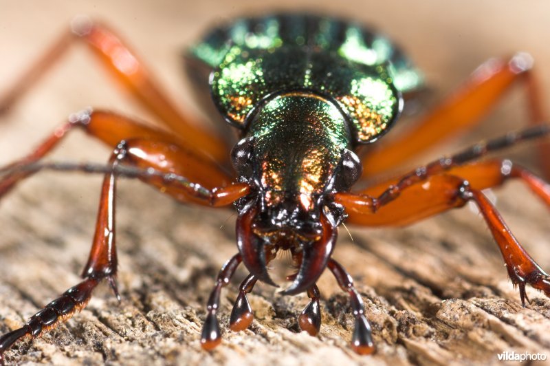 Goudglanzende loopkever