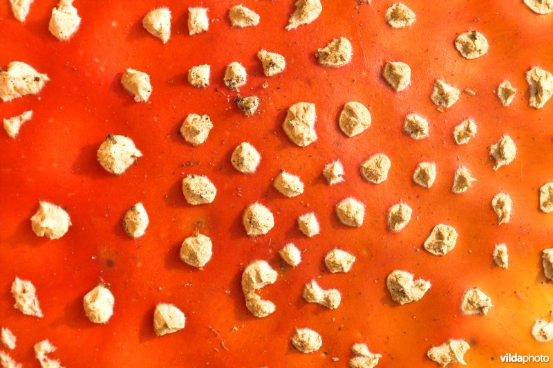 Detail van Vliegenzwam