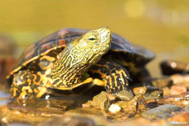 Moorse beekschildpad