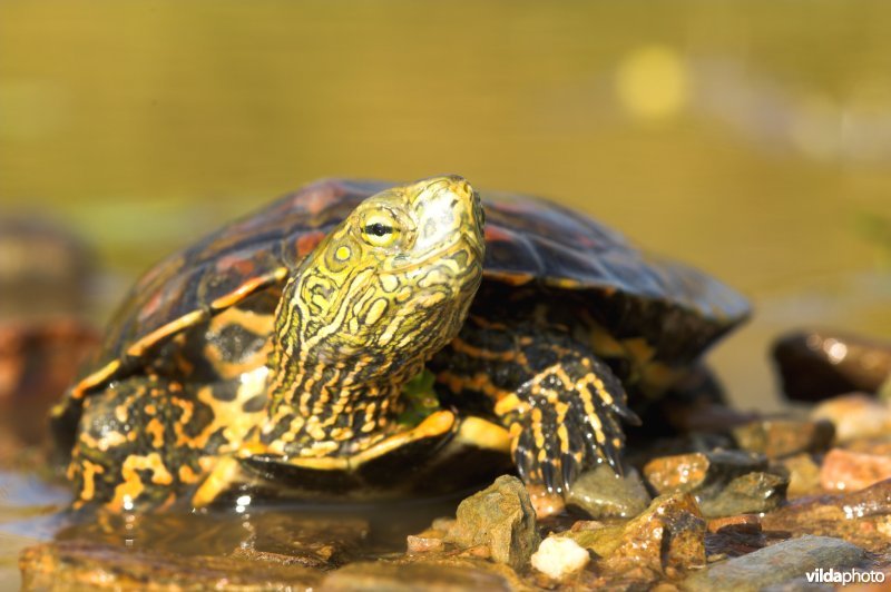 Moorse beekschildpad