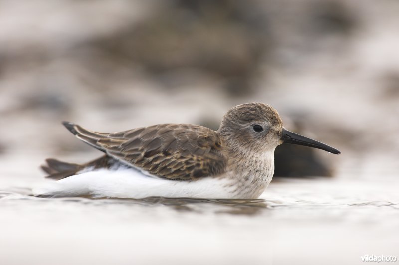 Bonte Strandloper