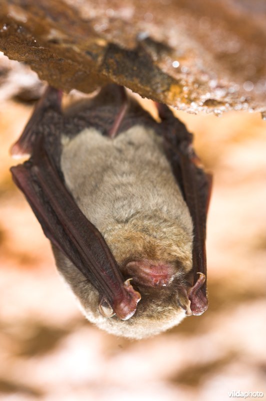 Schreiber's vleermuis