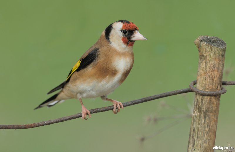 Puttertje op ijzerdraad