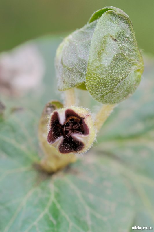 Bloempje van mansoor