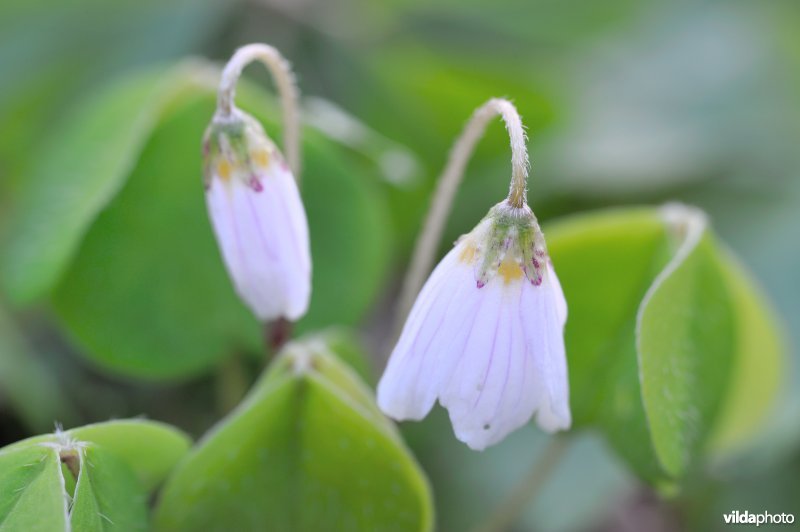 Slapende Witte klaverzuring