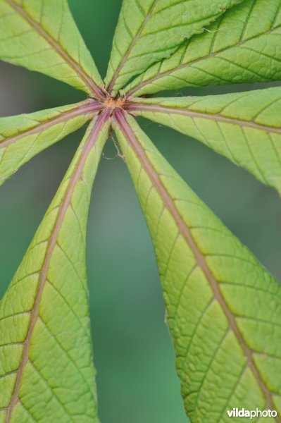 Blad van Paardenkastanje