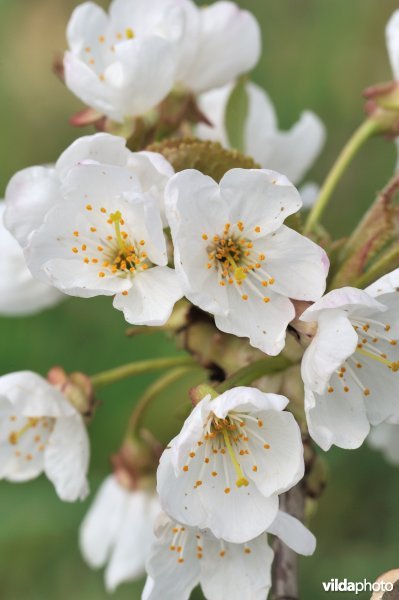 Bloempjes van Zoete kers