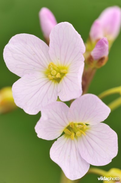 Bloempjes van Pinksterbloem