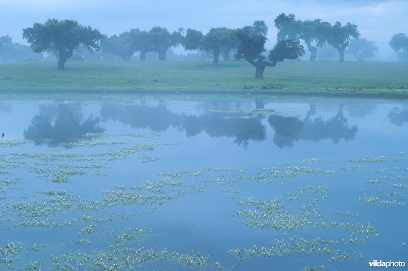 Poel in Extremadura
