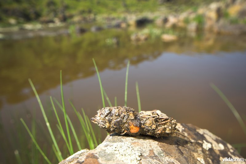 Uitwerpselen van otter