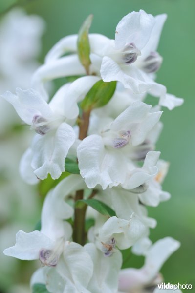 Holwortel met witte bloempjes