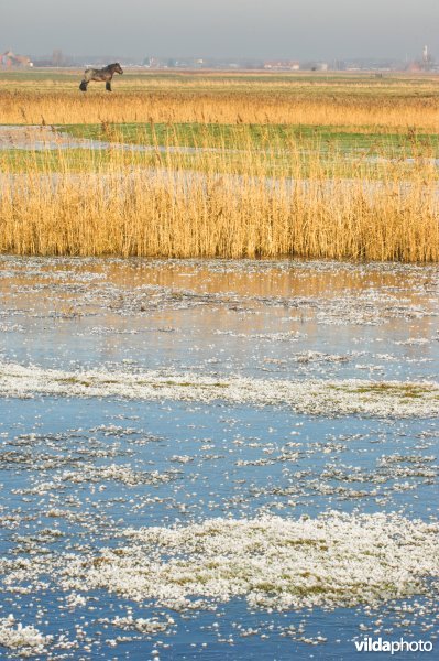 Uitkerkse polders