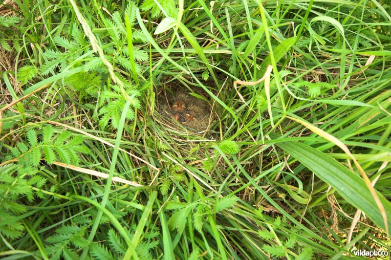Nestje van Veldleeuwerik