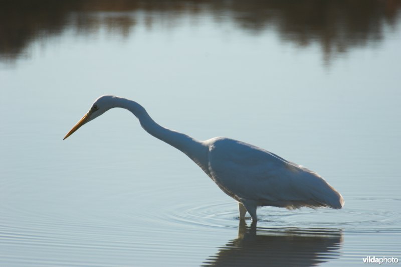 Grote zilverreiger