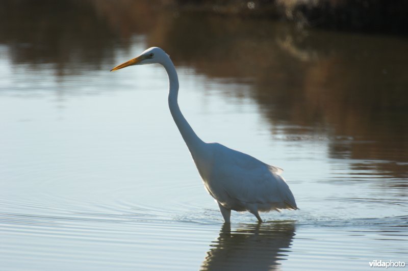 Grote zilverreiger