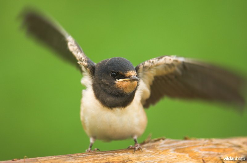 Boerenzwaluw strekt zijn vleugels