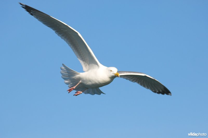 Zilvermeeuw in vlucht