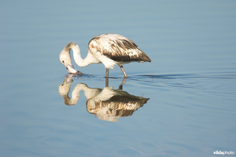 Jonge Flamingo