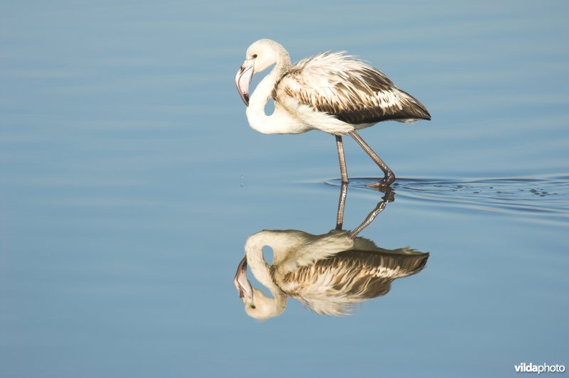 Jonge Flamingo