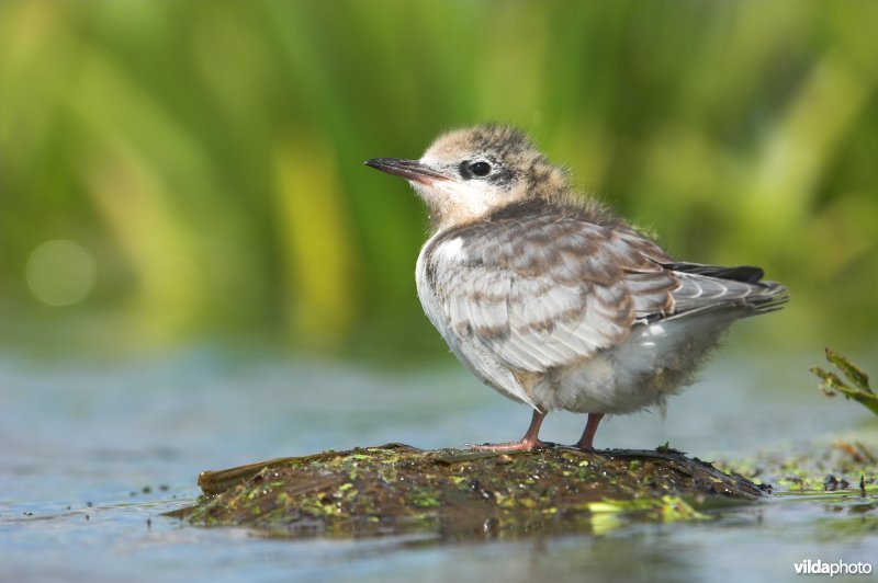 Jonge Zwarte Stern