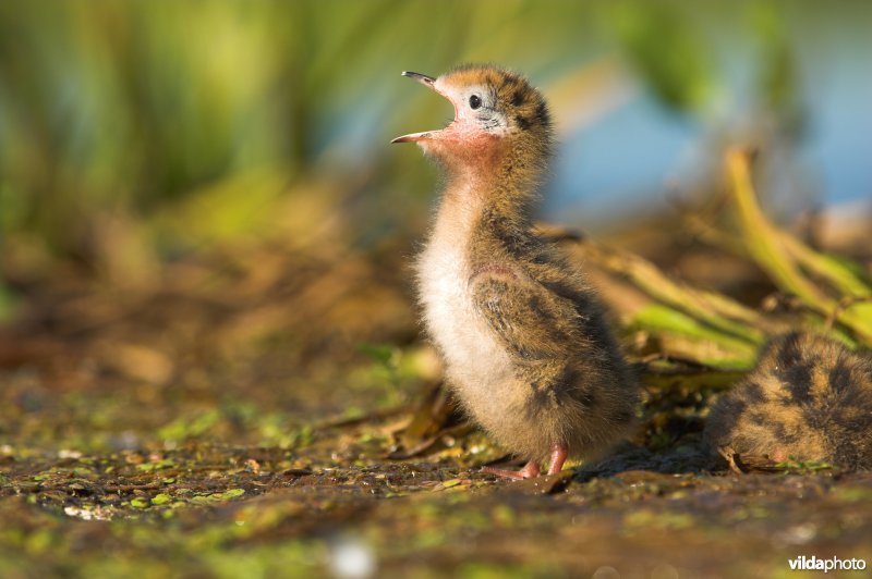 Kuiken Zwarte Stern bedelt om eten