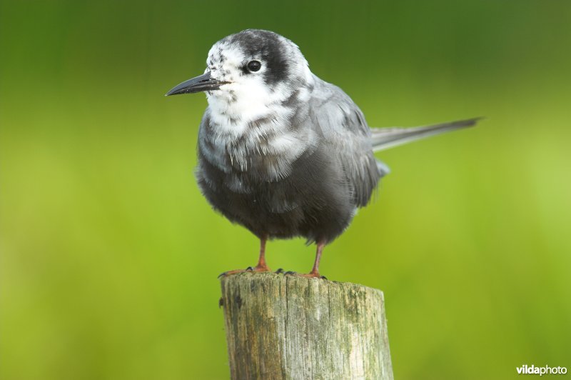 Zwarte Stern op paal