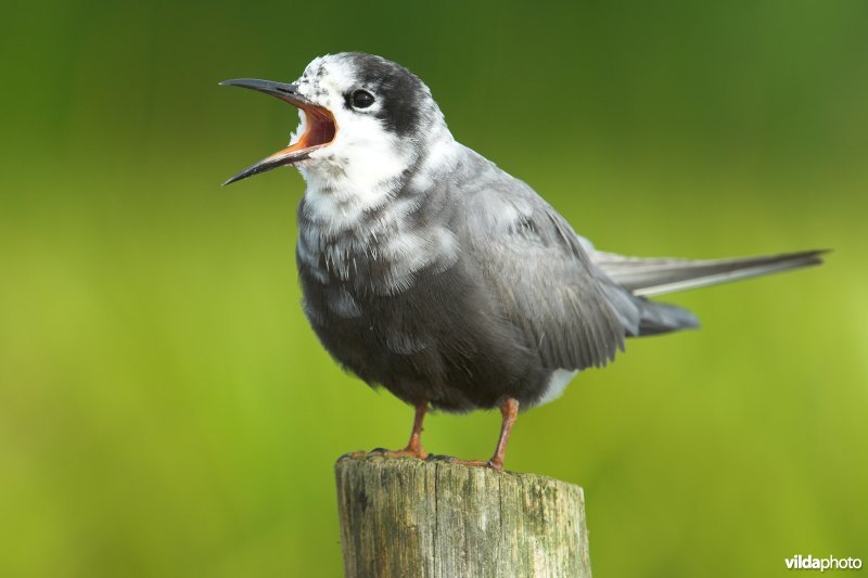 Zwarte Stern op paal