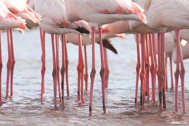 Stelten van Flamingo's