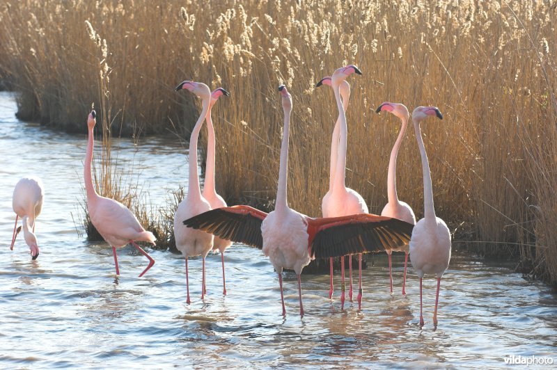 Baltsende Flamingo's