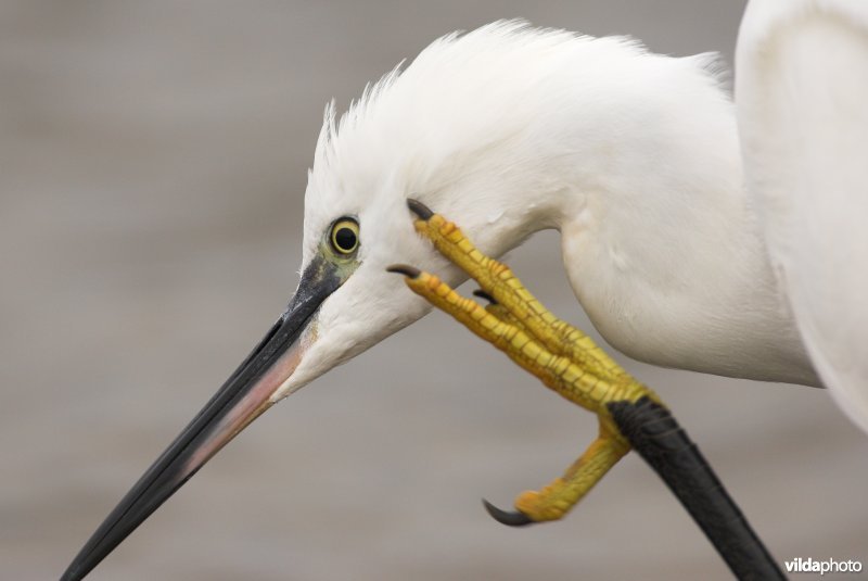 Kleine Zilverreiger met jeuk