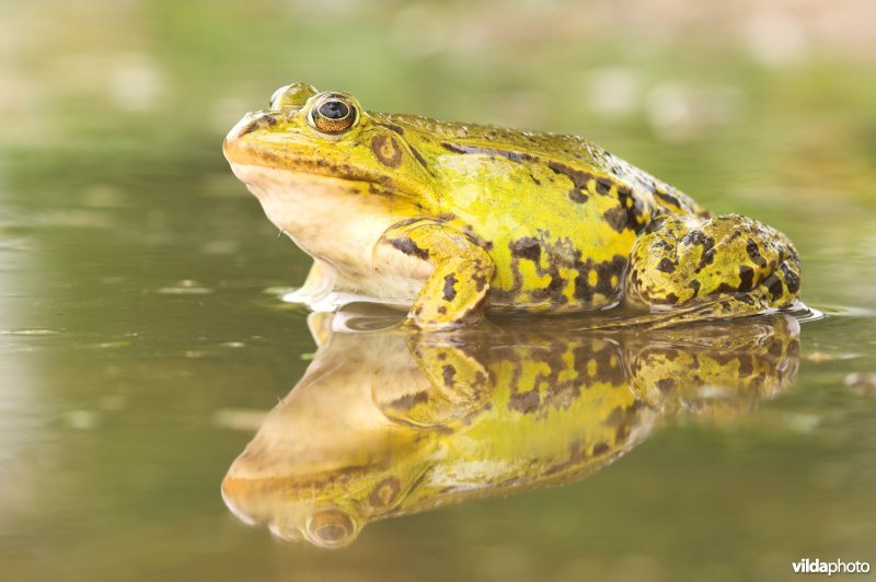 Poelkikker