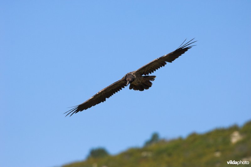 Lammergier in vlucht