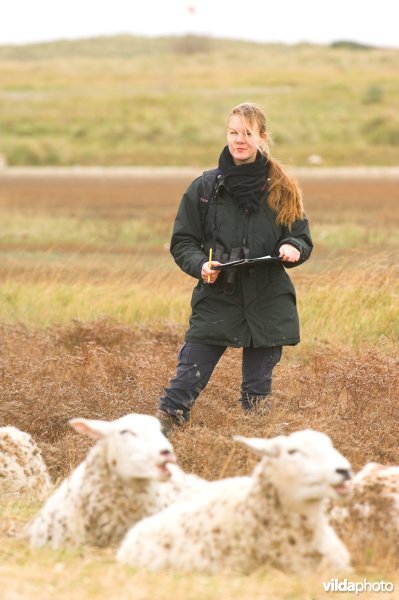 Monitoring van schapenbegrazing