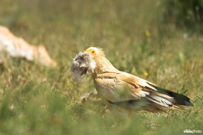 Aasgier met nestmateriaal in bek