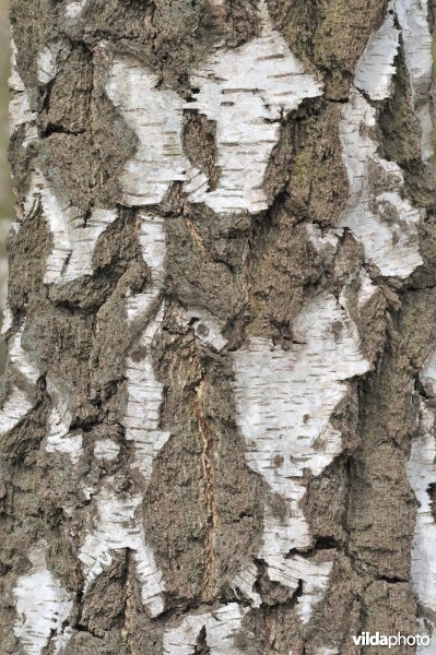 Schors van Ruwe berk